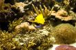 topical fishes