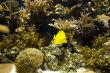 topical fishes