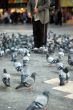 old man feeding doves