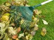 Cleaning of autumn leaves