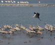 Migrating birds over nature lake at spring and autumn