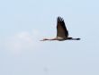 Migrating birds over nature lake at spring and autumn