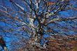 Chaotic tree architecture