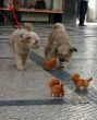 Meeting of live dogs with clockwork dog toys