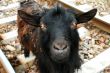Ugly goat portrait