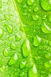 leaf and raindrops