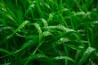 Grass after a rain