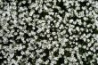 White flowers