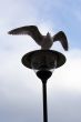 Bird on the lamp