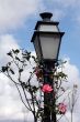 Street lamp and rose bush