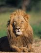 Young lion