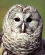 Owl head