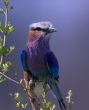 Lilac-breasted Roller