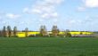 Green field with yellow bittercress