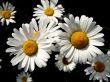 Garden camomile