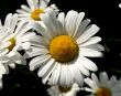 Garden camomile