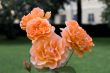 Pink roses