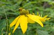 Bumblebee on yellow flower