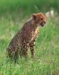 Cheetah cub