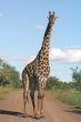 Giraffe on the road