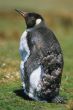 King penguin