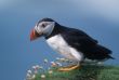 Puffin