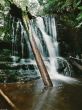 Forest waterfall