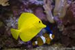 tropical fishes