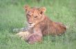Lion cub
