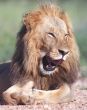 Lion smile