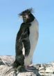 Macaroni penguin