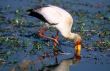 Yellow-billed stork