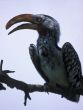 Yellow-billed hornbill