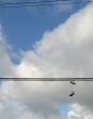 shoes hanging on electric wires