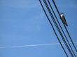 bird on electric wires
