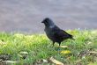 Jackdaw