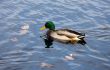 duck in autumn