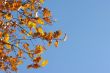 oak leaves on blue sky