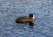 bald-coot