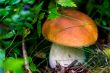 mushroom,