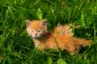 Two ryzhih grimy kitten in the green grass