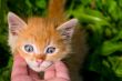 little blue-eyed redhead kitten