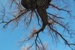 large spring tree