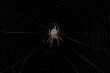 spider in a center of a web