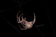 night spider