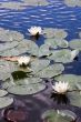 water lilies