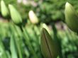 closed tulips