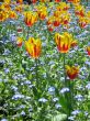 a large green field of yellow tulips