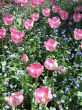 a large green field of pink tulips