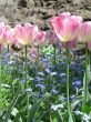a large green field of pink tulips